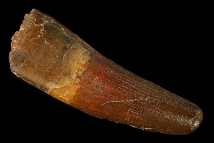 Spinosaurus Tooth - Real Dinosaur Tooth #148945